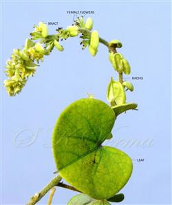  Female inflorescence